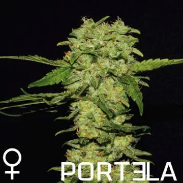 Portela van R-Kiem Seeds