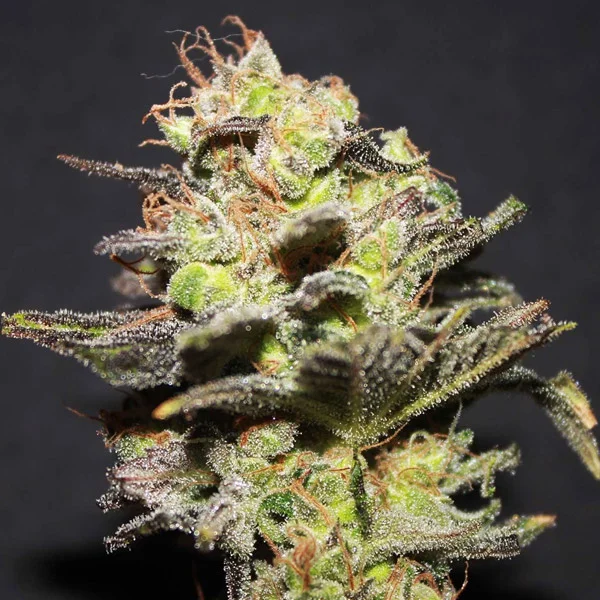 Icer van R-Kiem Seeds
