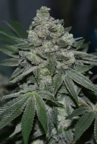 Suguz S1 van R-Kiem Seeds