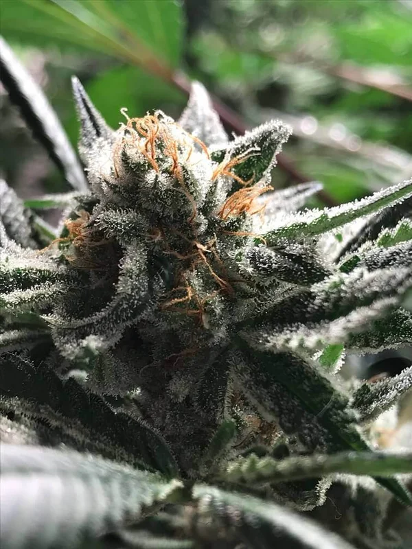 Critical Jack-Condor van R-Kiem Seeds