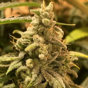 Deadcheese van R-Kiem Seeds