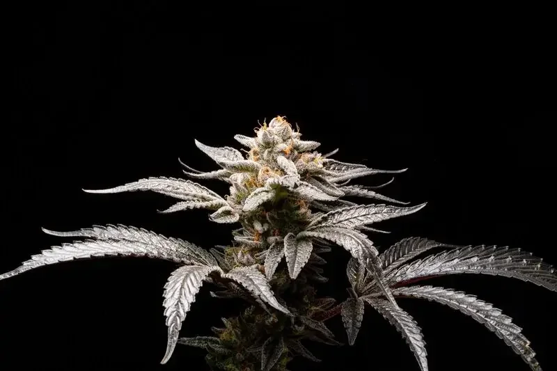 Suguz van R-Kiem Seeds