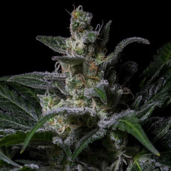 Muse van R-Kiem Seeds