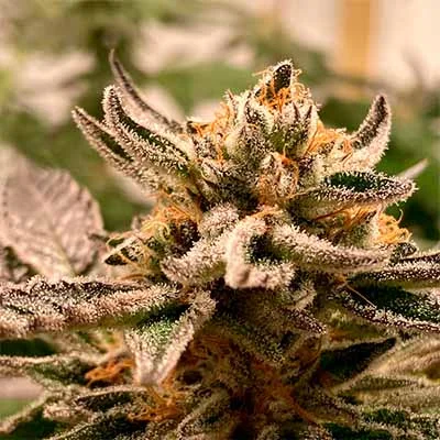 Sublimator van R-Kiem Seeds