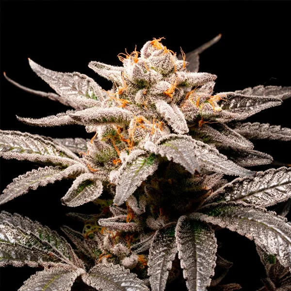 Fancy Don Rouch van R-Kiem Seeds