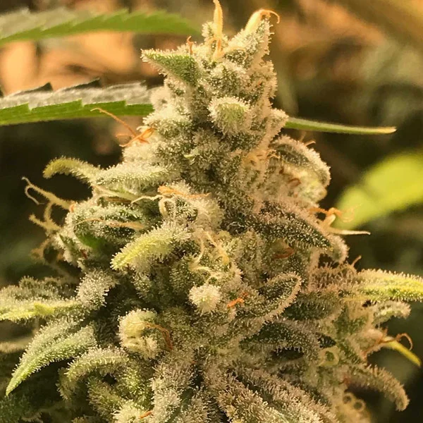 Deadcheese van R-Kiem Seeds
