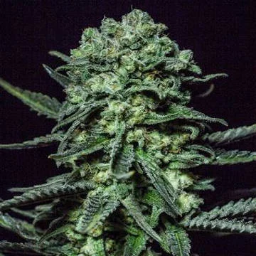 Muse van R-Kiem Seeds
