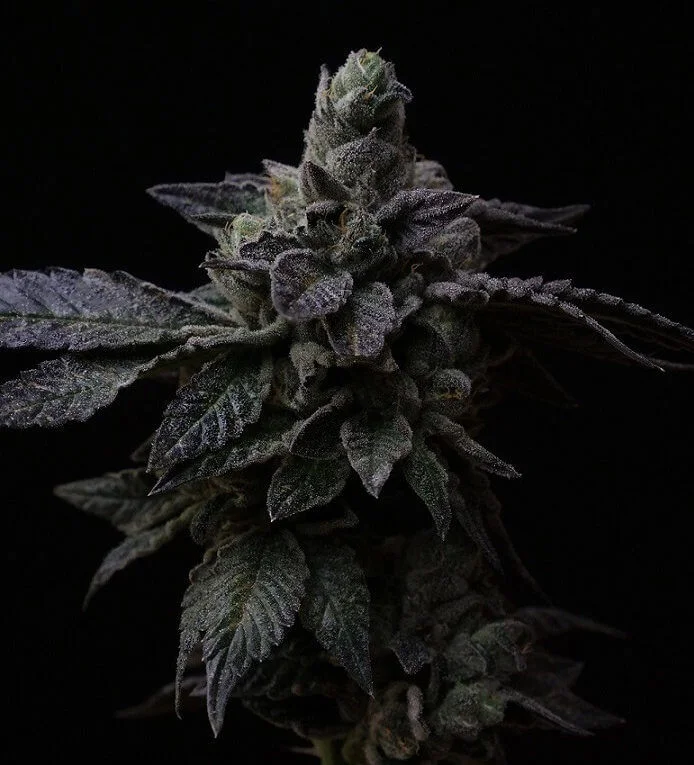 Suguz van R-Kiem Seeds