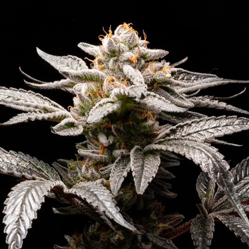 Suguz van R-Kiem Seeds