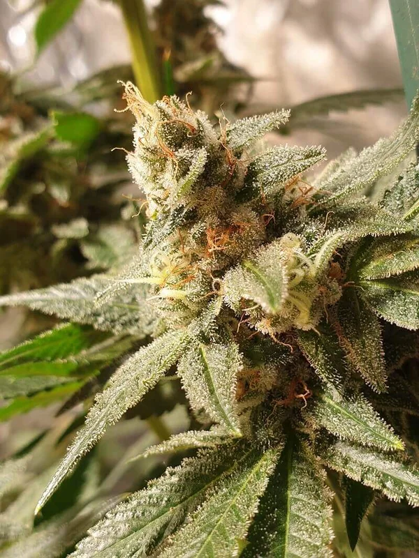 Gala CBD van R-Kiem Seeds