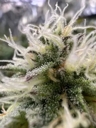 G.O.S. van R-Kiem Seeds