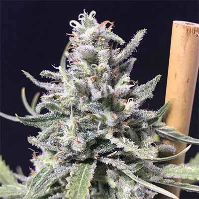 Thunderstorm van R-Kiem Seeds