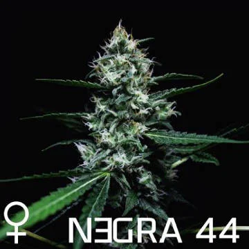 Negra 44 van R-Kiem Seeds