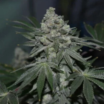 Klementine van R-Kiem Seeds