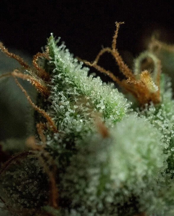 G.O.S van R-Kiem Seeds