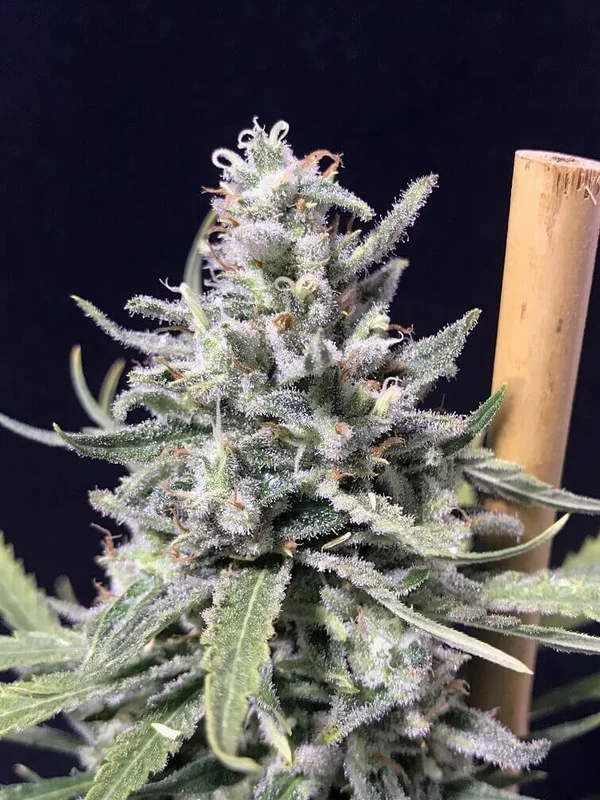 Super Skunk Thunderstorm van R-Kiem Seeds