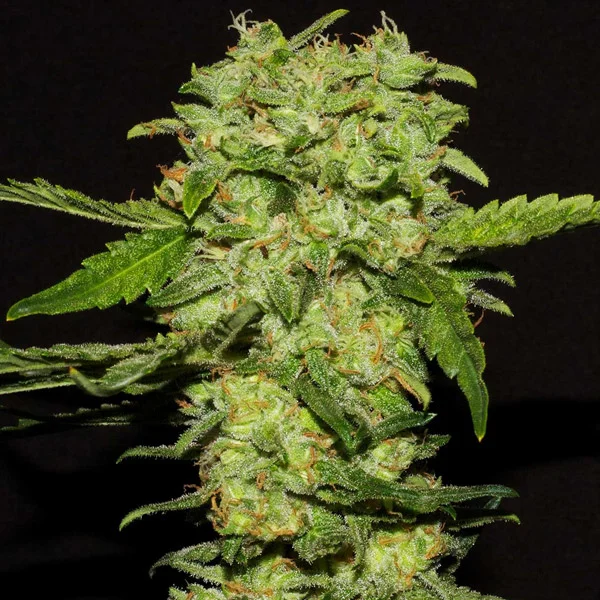 Portela van R-Kiem Seeds