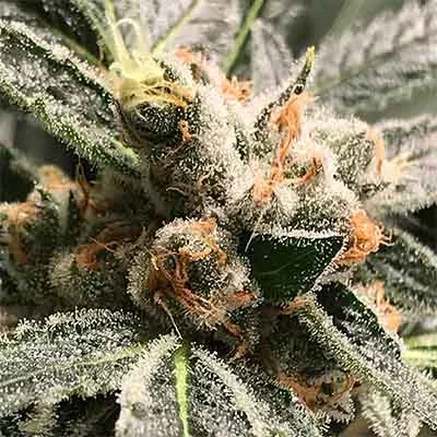 Dark Kush van R-Kiem Seeds