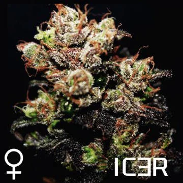 Icer van R-Kiem Seeds