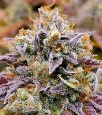 Cumbia Una Vela van R-Kiem Seeds