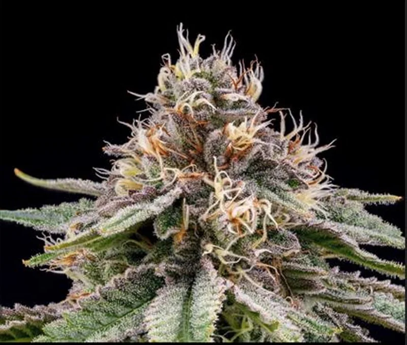 Banana Dessert van R-Kiem Seeds