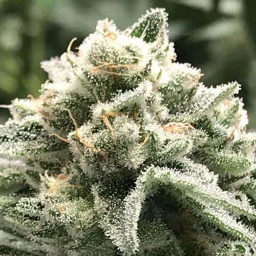 Sublimator van R-Kiem Seeds