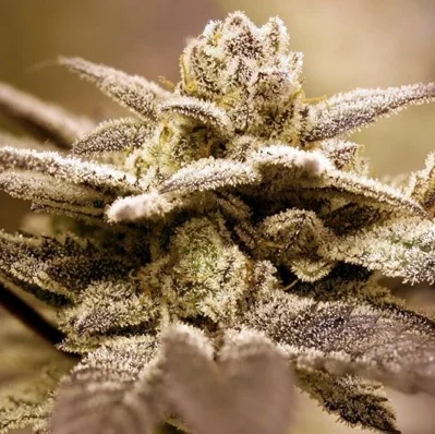 Dark Shadow Haze van Rare Dankness