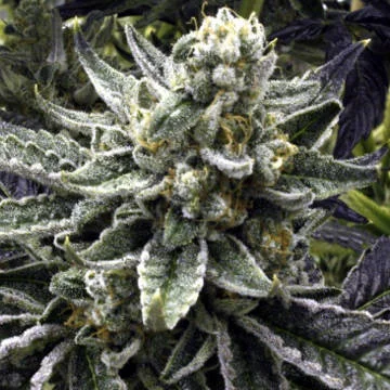 Commerce City Kush van Rare Dankness