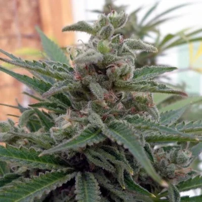 Flo OG van Rare Dankness