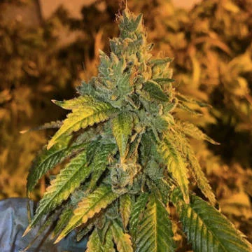 Rug Burn OG van Rare Dankness