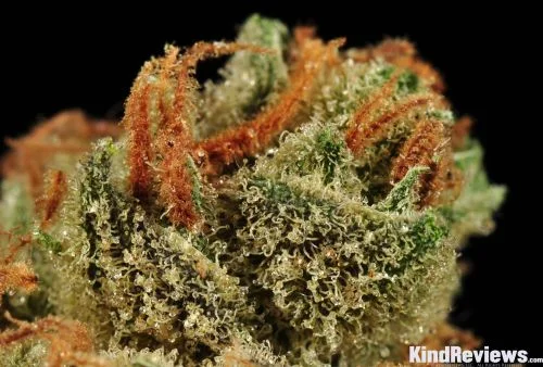 Moonshine Haze van Rare Dankness