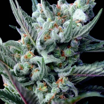 Moonshine Haze van Rare Dankness