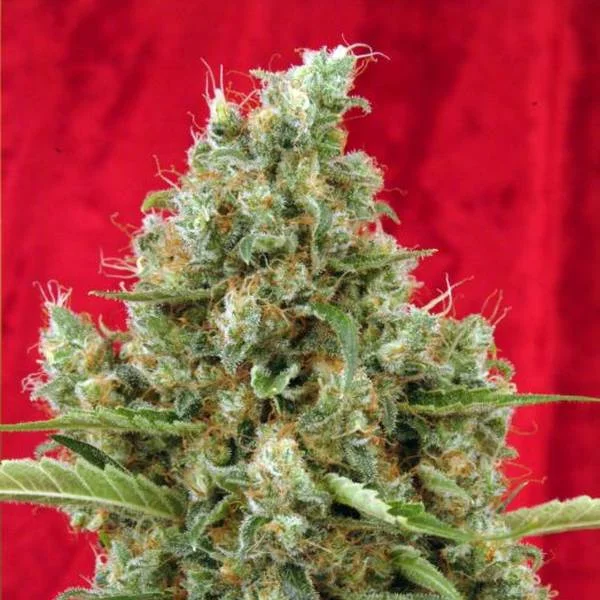 Session van Reggae Seeds