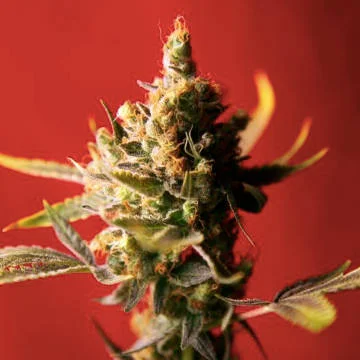Dub van Reggae Seeds
