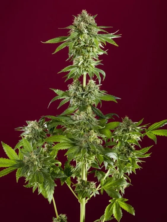 Bass Line van Reggae Seeds