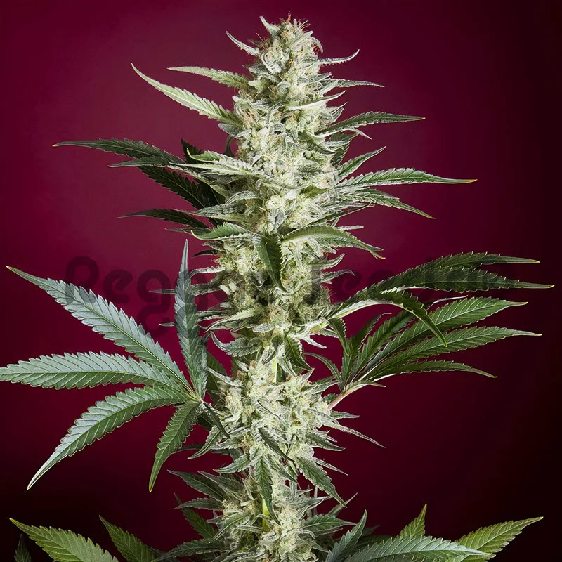 Blackdance van Reggae Seeds
