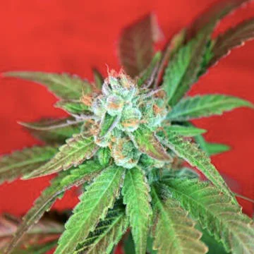 Guayaka van Reggae Seeds
