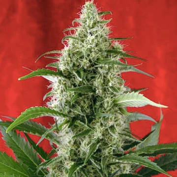 Session van Reggae Seeds