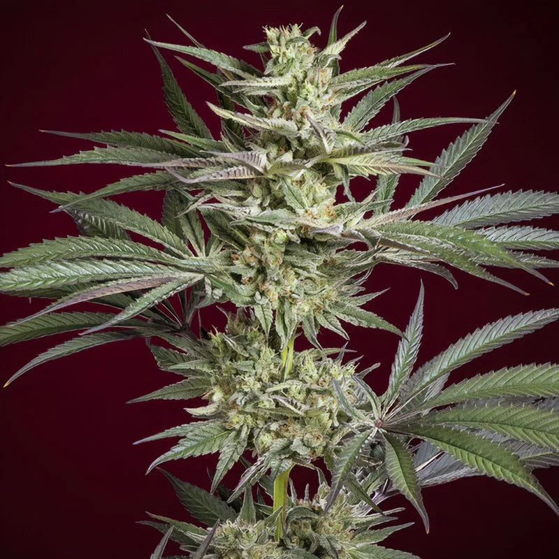 Juanita la Lagrimosa van Reggae Seeds