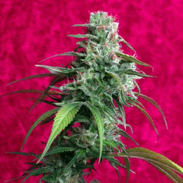 Juanita la Lagrimosa van Reggae Seeds