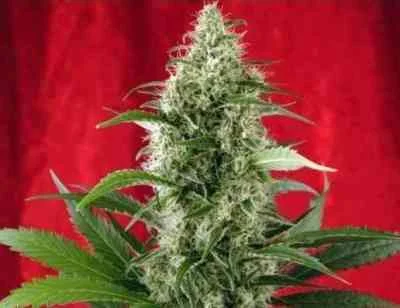 Session van Reggae Seeds