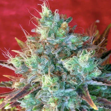 Kalijah van Reggae Seeds