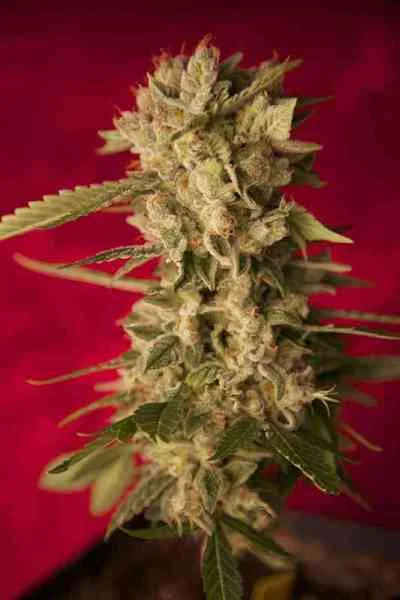 Bass Line van Reggae Seeds