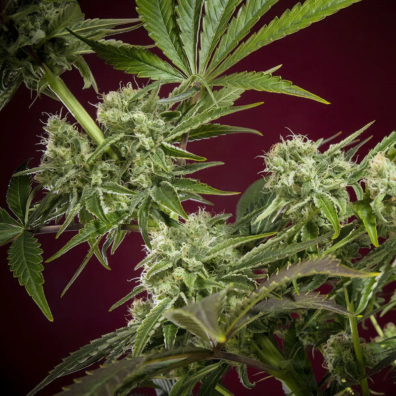 CBD Republik I van Reggae Seeds