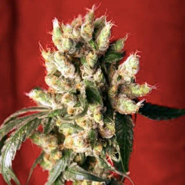 Roots van Reggae Seeds