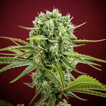 Dancehall van Reggae Seeds