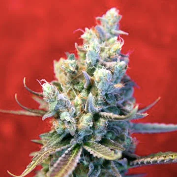 Revolution van Reggae Seeds