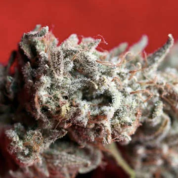 O' Haze Red van Reggae Seeds