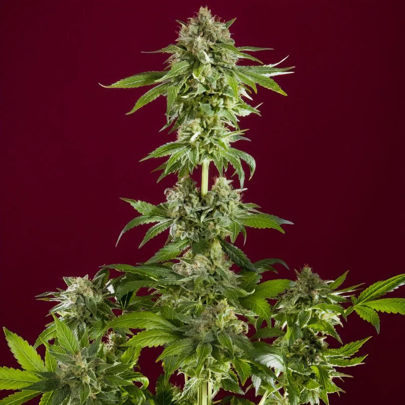 Bass Line van Reggae Seeds