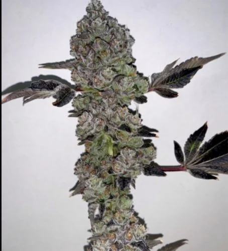 Cherry Rozay van Relentless Genetics
